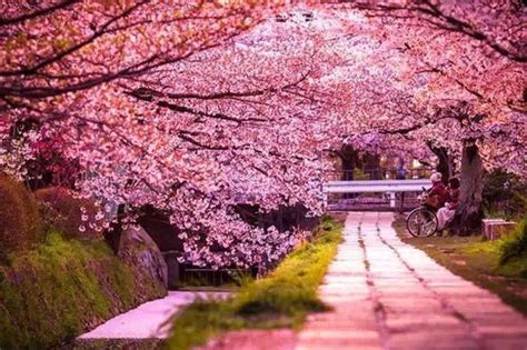 Sakura hikayesi
